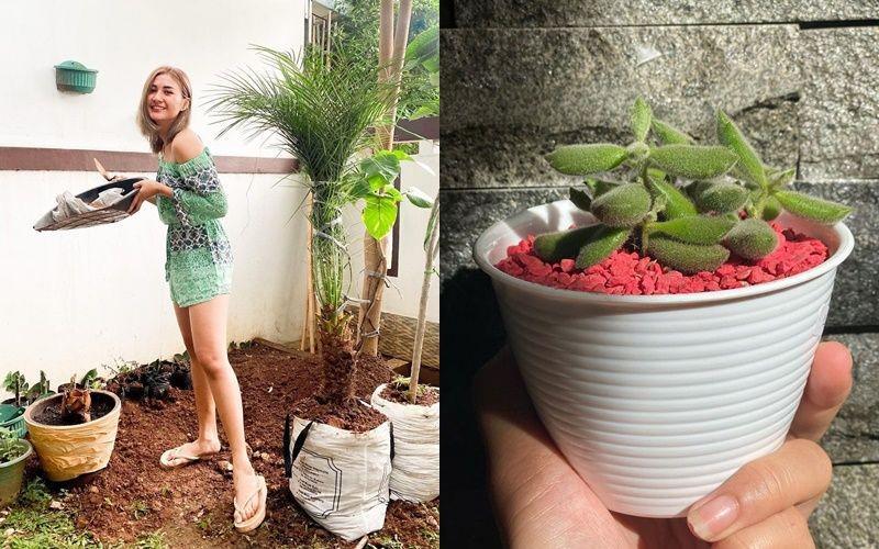 10 Koleksi Tanaman Camelia Putri, Cocok buat Taman Mini Teras