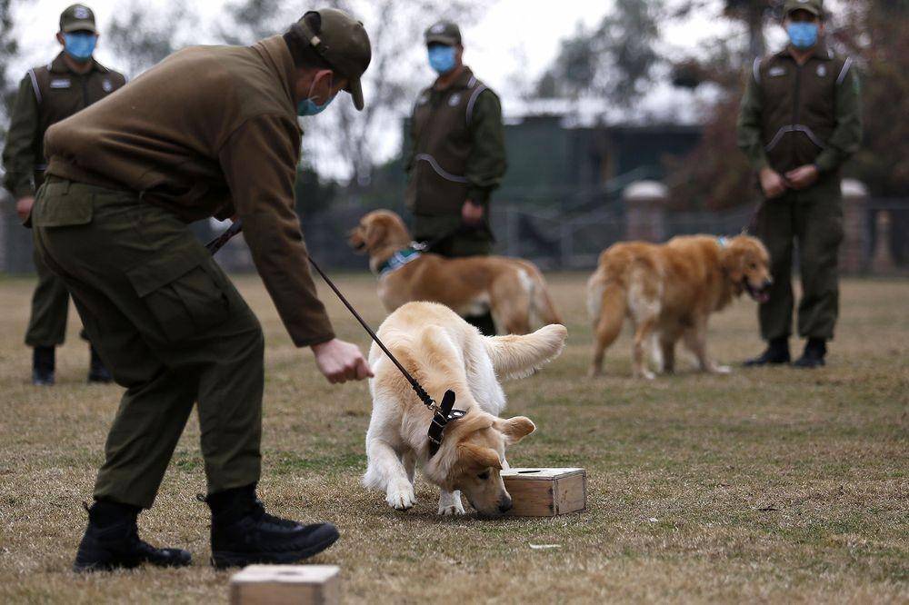 Penciuman anjing (bloomberg.com)