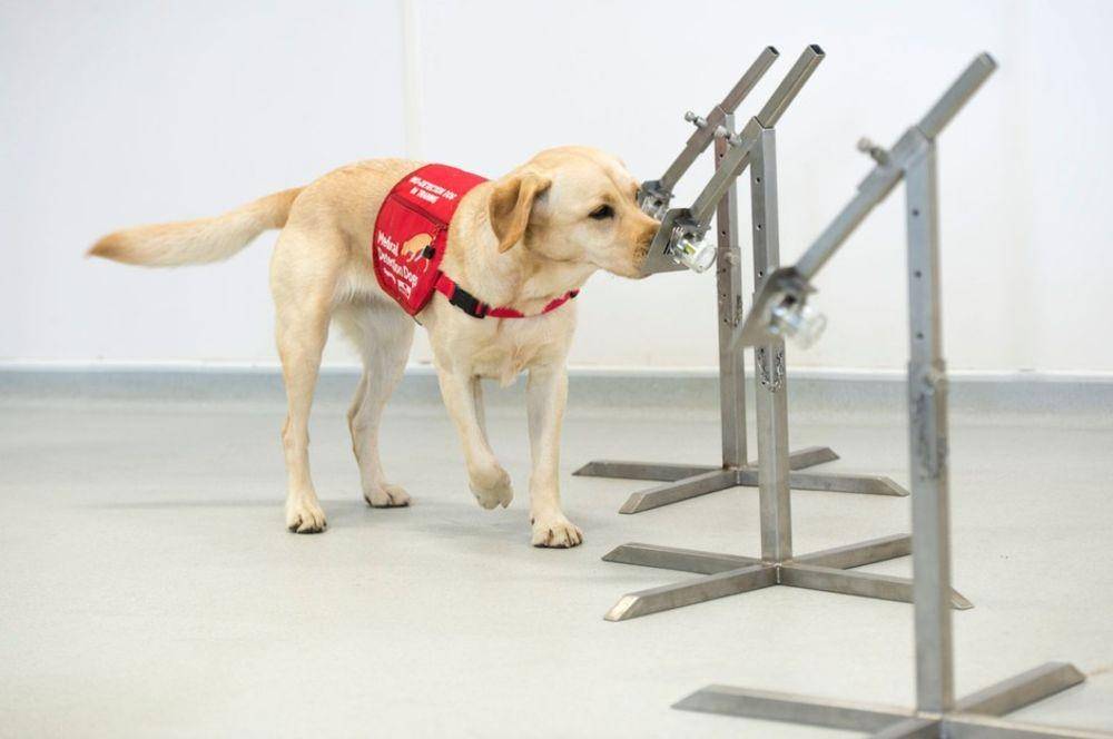 Anjing mencium COVID-19 (bloomberg.com)