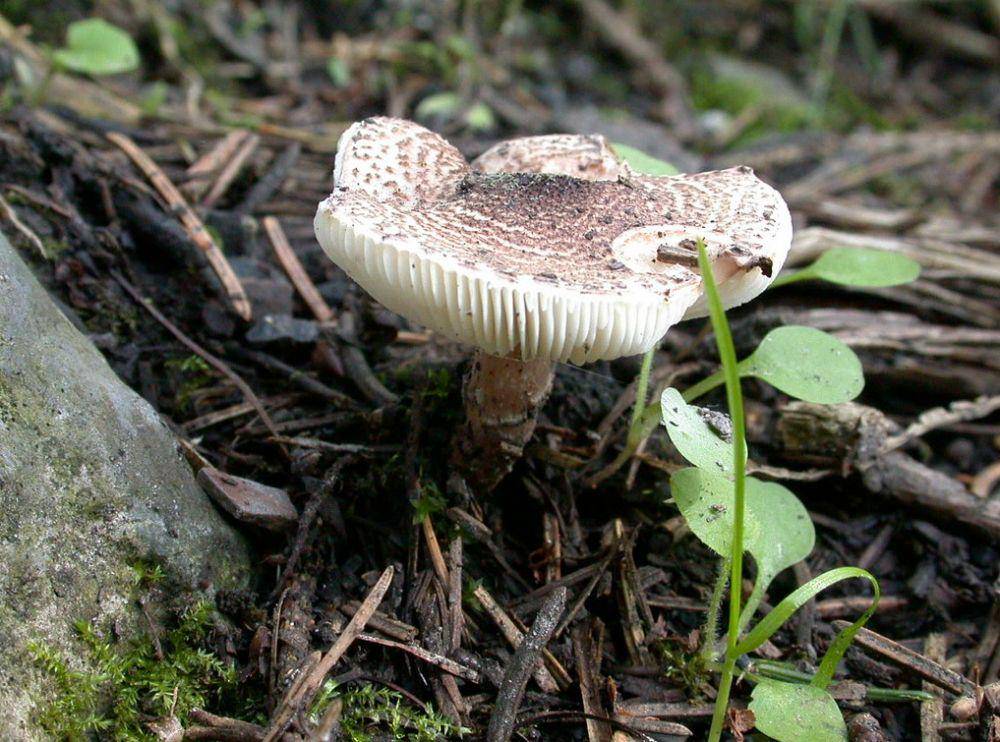 potret jamur Lepiota brunneoincarnata(ultimate-mushroom.com)