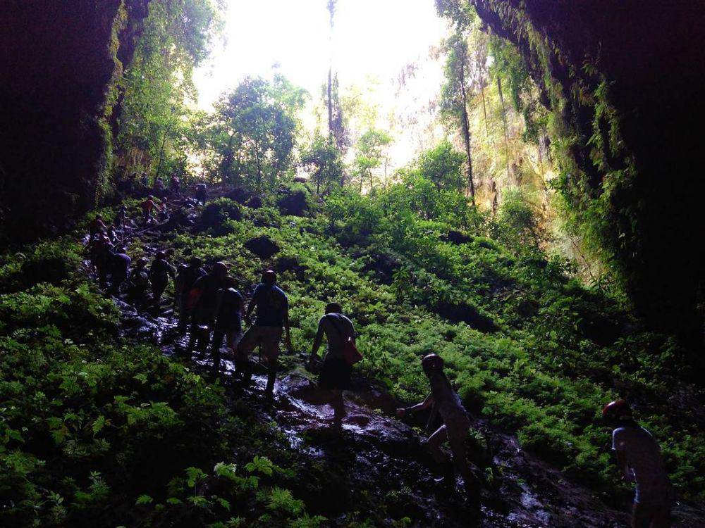 hutan purba Goa Jomblang (instagram/jomblang_cave_id)