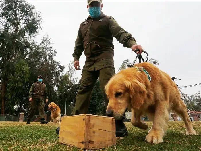 Anjing mencium COVID-19 (businessinsider.sg)