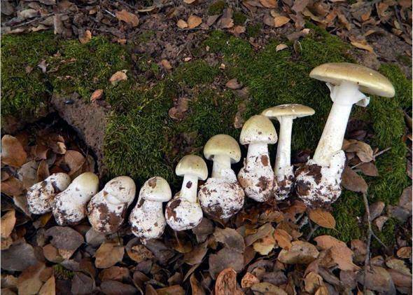 potret jamur Amanita phalloides(slate.com)