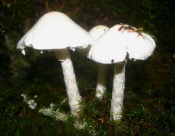 jamur Amanita virosa(first-nature.com)
