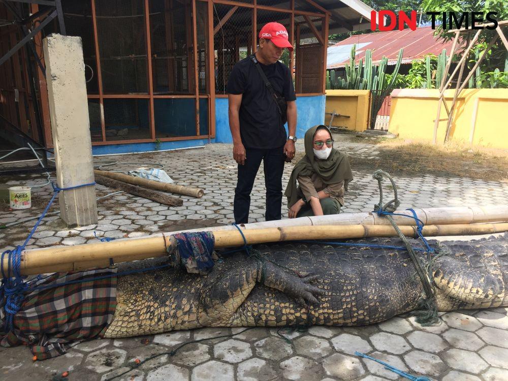 Warga Sulteng Tangkap Buaya Betina Ukuran Jumbo di Sungai Merah