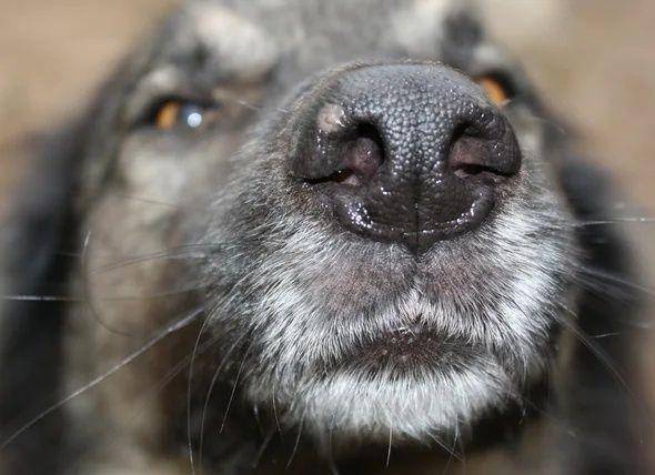Penciuman anjing (petmd.com)
