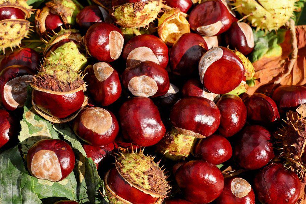 ilustrasi kacang kastanye atau chestnut (pixabay.com/Couleur)