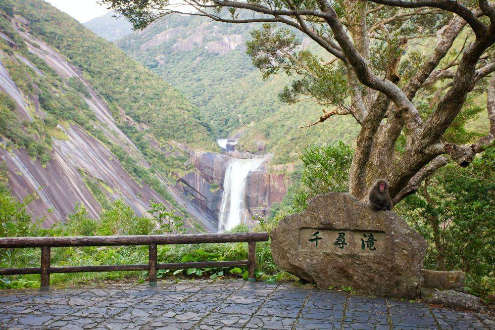 Yakushima Island, Jepang (unsplash.com/weichaist)
