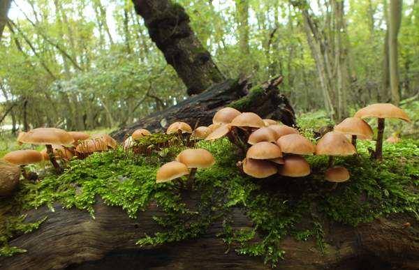 potret Galerina marginata(first-nature.com)