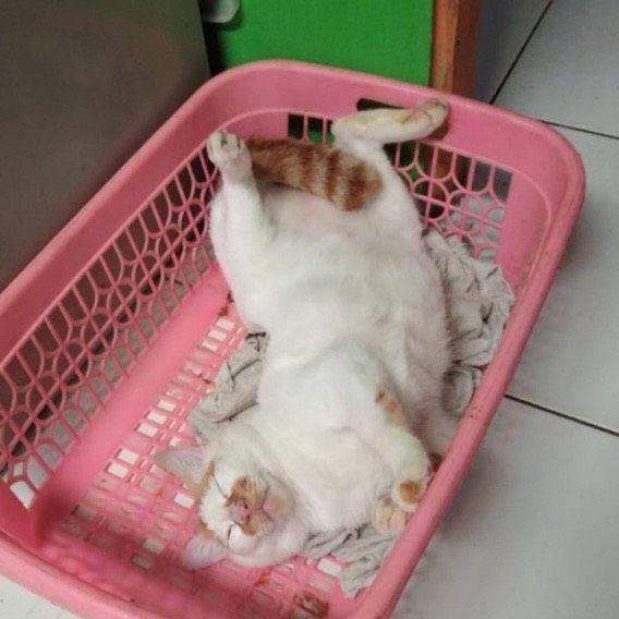 kucing tidur sambil kayang (twitter.com/diensaurus)