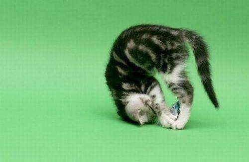 kucing roll depan (flickr.com/wajoan)