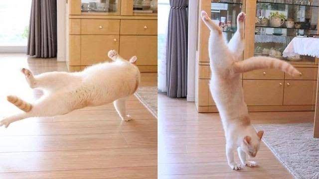 kucing lagi salto (instagram.com/receh.id)