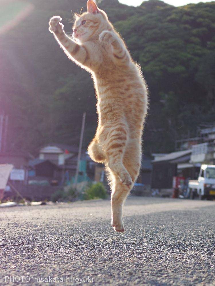 kucing kungfu (twitter.com/sakata)