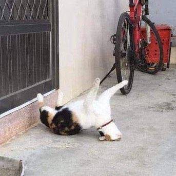 kucing lagi kayang (twitter.com/zoo_fess)