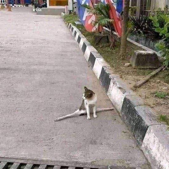 kucing lagi split (twitter.com/americaknoww)