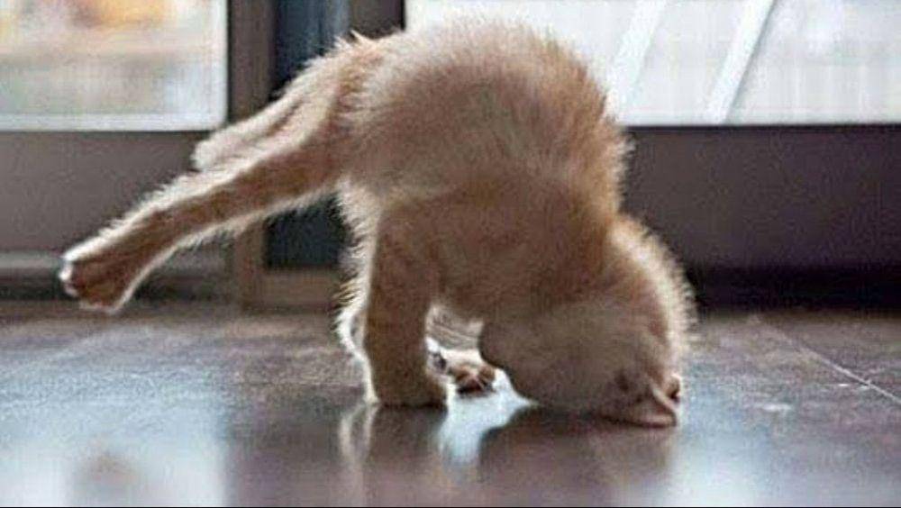 kucing sedang olahraga (twitter.com/blevmee)
