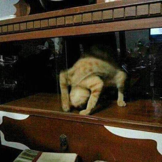 kucing lagi kayang (twitter.com/nchi_0903)