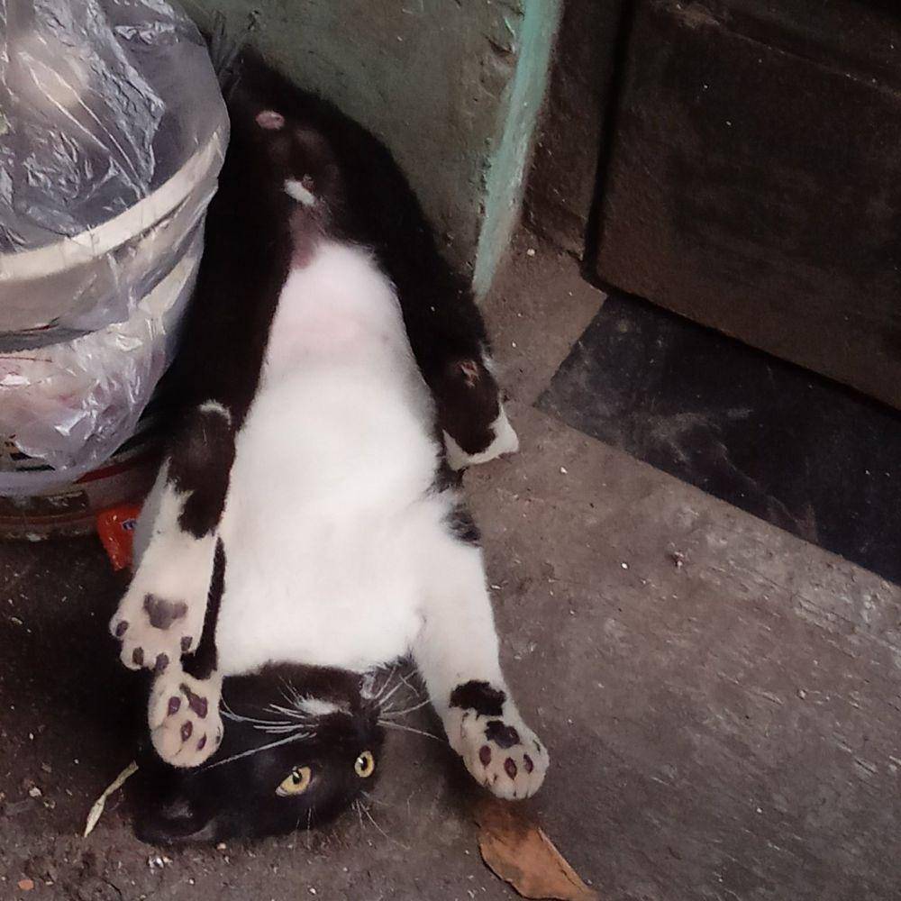 kucing lagi kayang (twitter.com/momogisoklat)