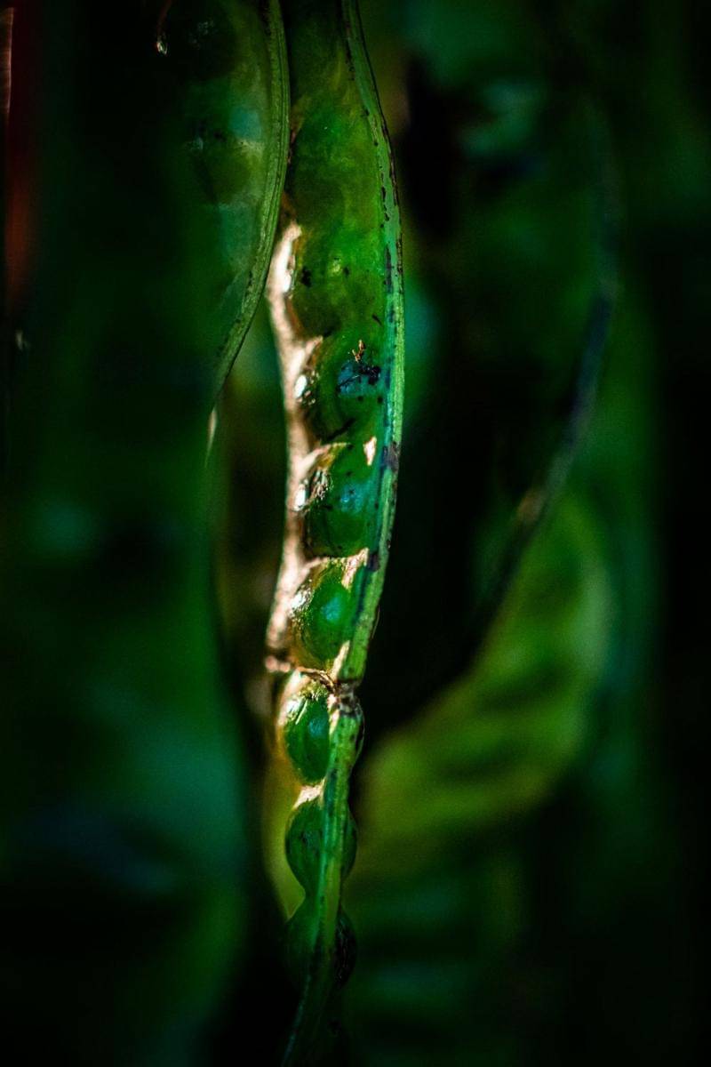 Ilustrasi petai (Pixabay/Danny See Chuan Seng)