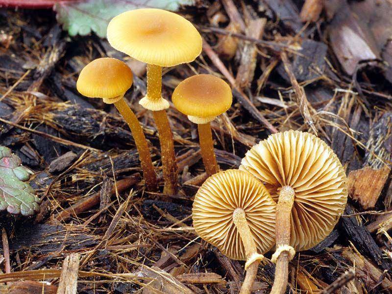 potret jamur Conocybe filaris(mykoweb.com)