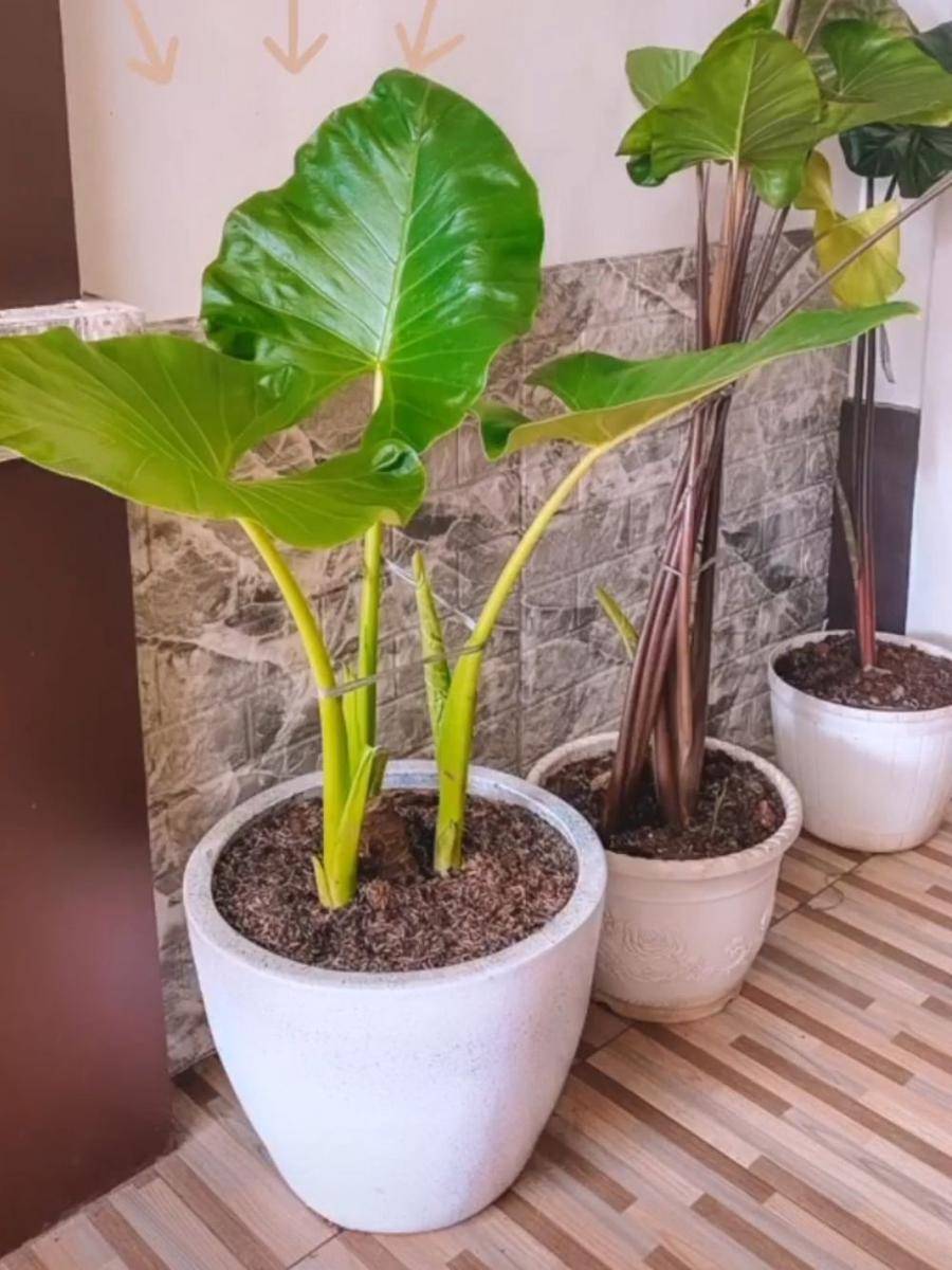 Koleksi Tanaman Camelia Putri (instagram.com/cameliaputricp)