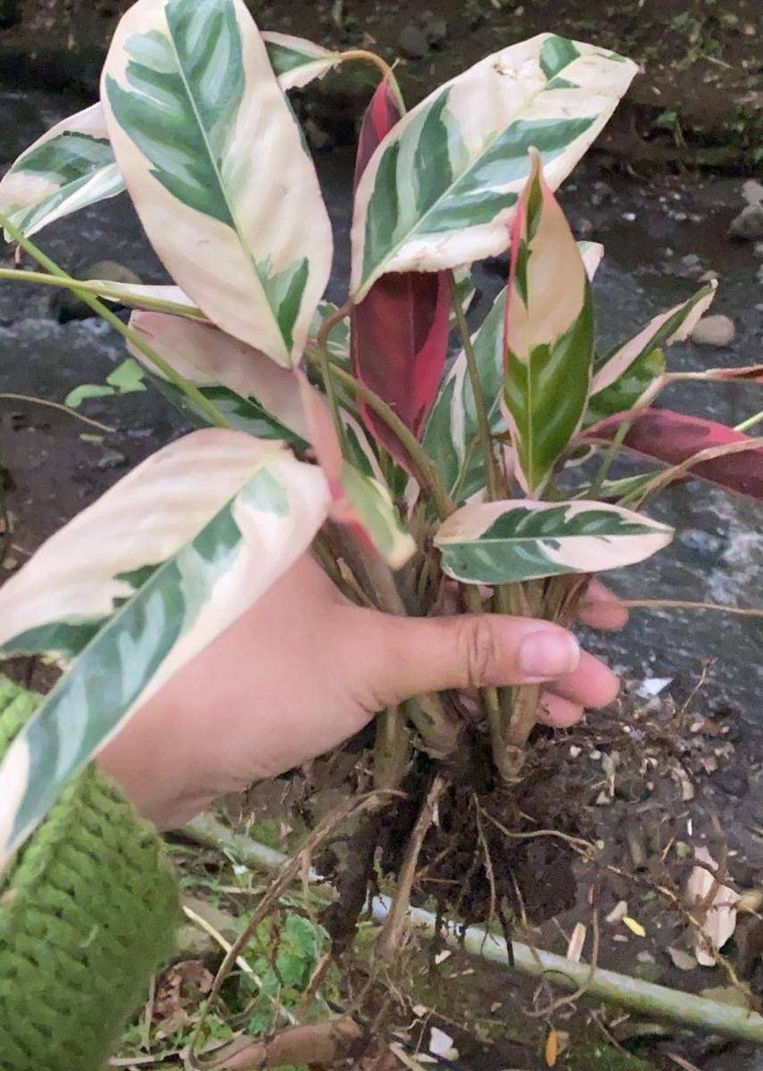 Koleksi Tanaman Camelia Putri (instagram.com/cameliaputricp)