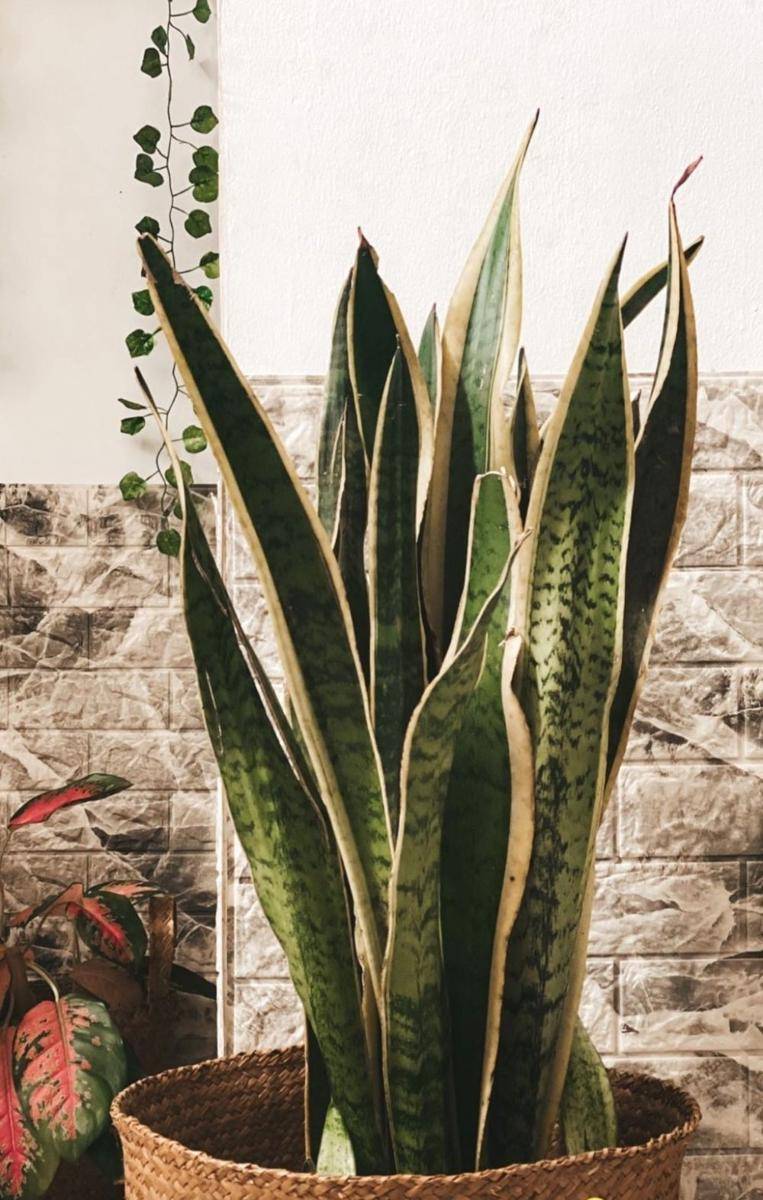 Koleksi Tanaman Camelia Putri (instagram.com/cameliaputricp)