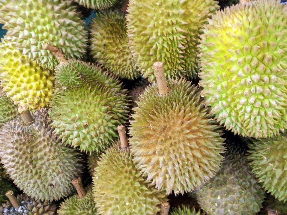 Ilustrasi durian (Pixabay/PublicDomainPictures)