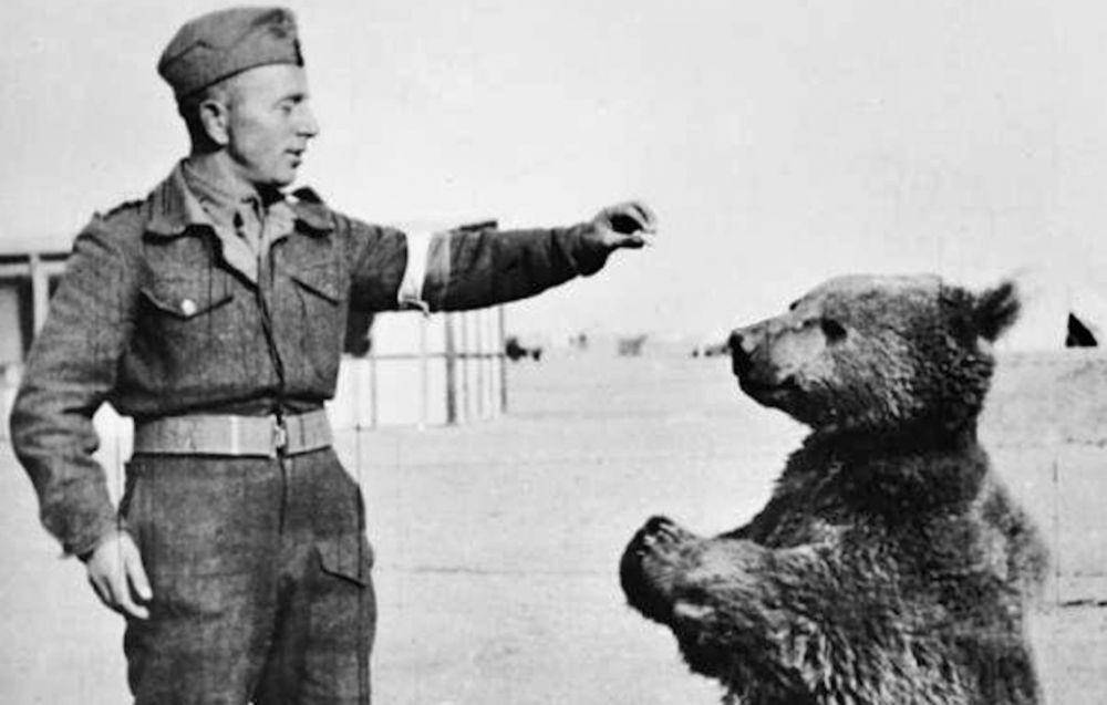 Wojtek, anak beruang cokelat yang bergabung dengan pasukan Polandia. (silencedrefugees.com)
