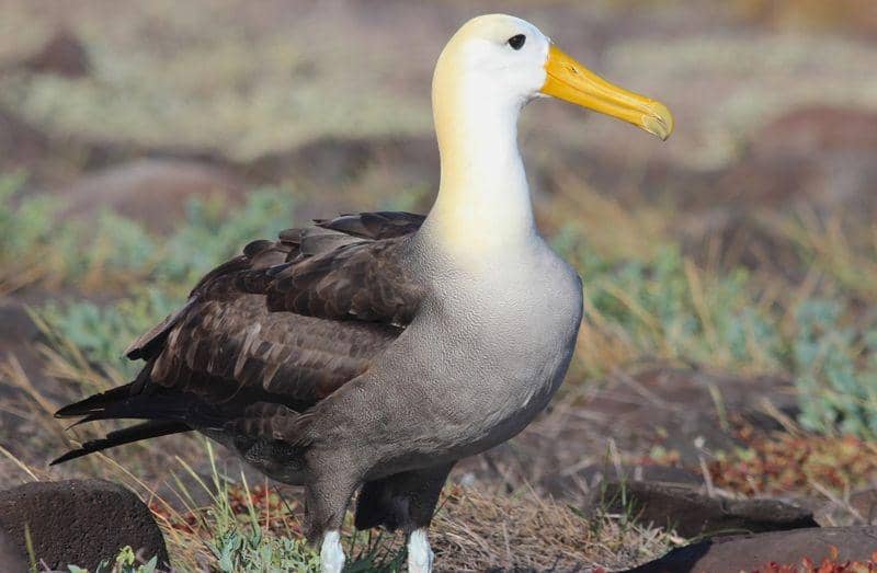 waved albatross (ebird.org)