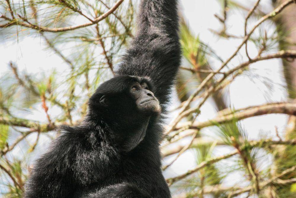 Siamang liar sedang berayun di atas pohon (unsplash.com/David Waite)