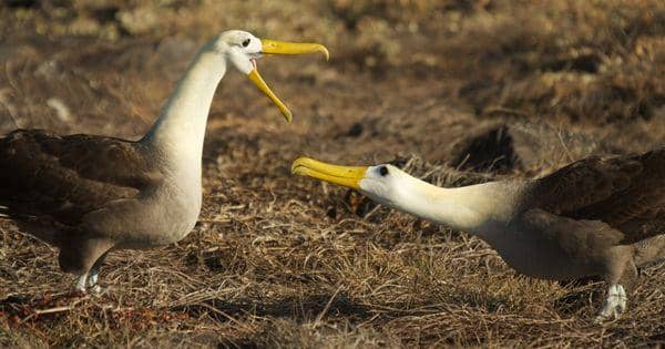 5 Fakta Menarik Waved Albatross, Spesies Burung Terbesar di Galapagos!
