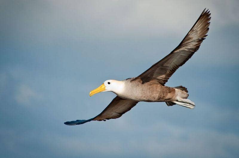 waved albatross (quasarex.com)
