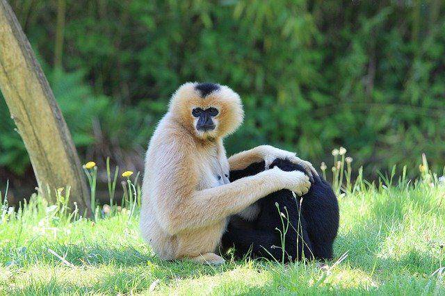 Sepasang siamang dengan warna bulu putih dan hitam (pixabay.com/Blue-Heaven)