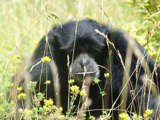Seekor siamang dewasa (pixabay.com/YasScrap)