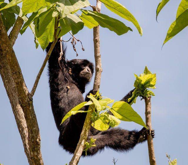Siamang sedang berada di atas pohon (unsplash.com/Joshua J. Cotten)