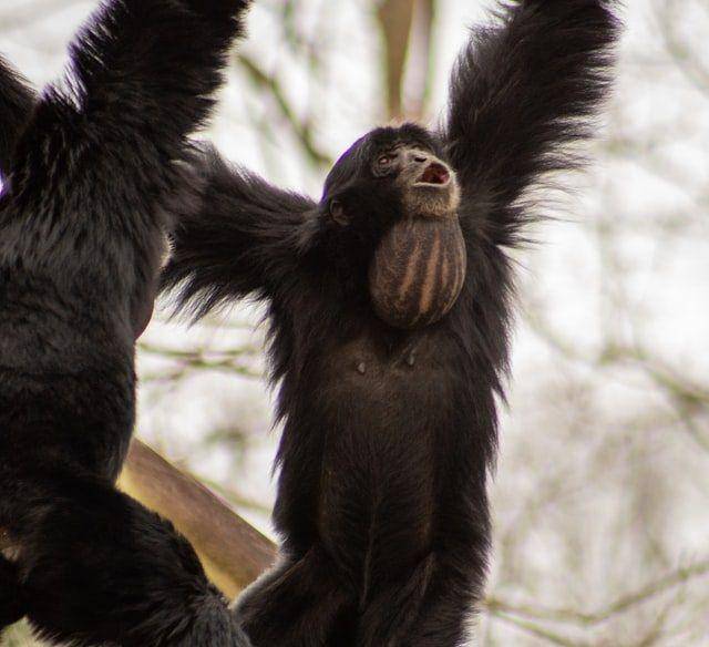Siamang ketika membuka kantung suaranya (unsplash.com/Joshua J. Cotten)