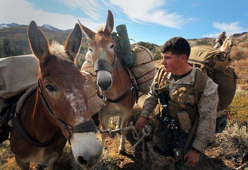 Keledai berjasa dalam perang karena mengangkut barang yang dibutuhkan tentara. (U.S. Marine Corps/Lance Cpl. Ali Azimi)