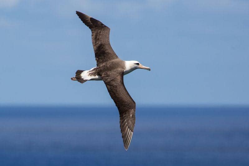 waved albatross (discovermagazine.com)
