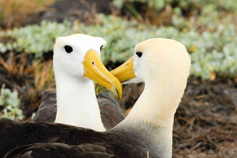 waved albatross (storyteller.travel)