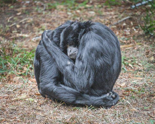 Siamang yang sedang berpelukan (unsplash.com/@santonii)