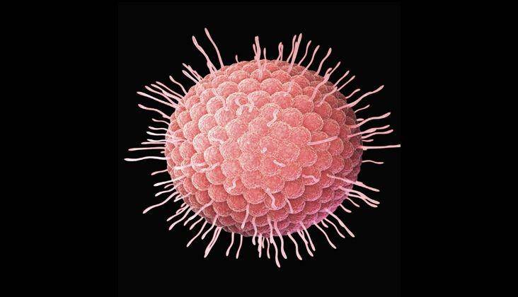 ilustrasi virus varicella-zoster (decisionsindentistry.com)