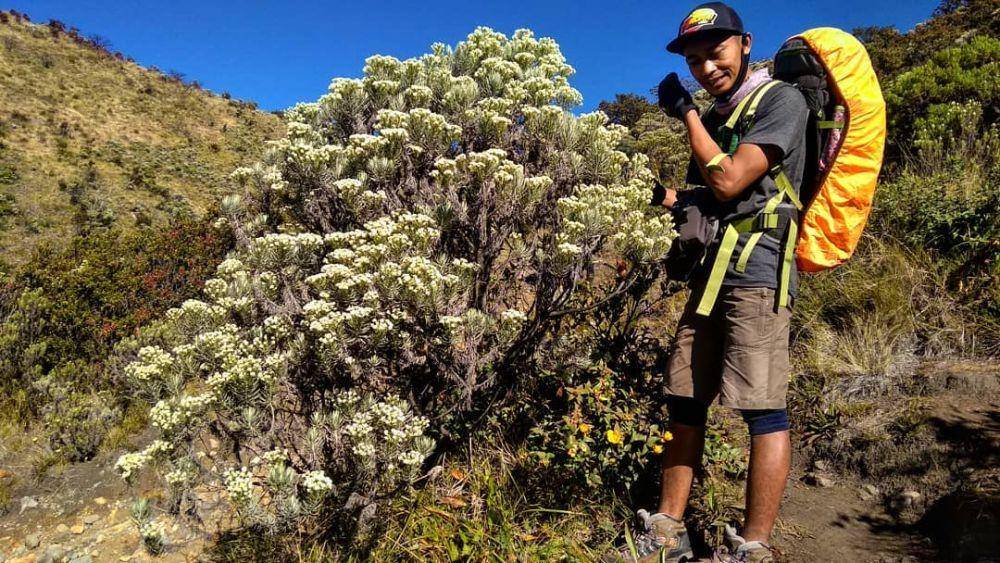 bunga edelweiss di Gunung Lawu (instagram.com/bg_audiorent)