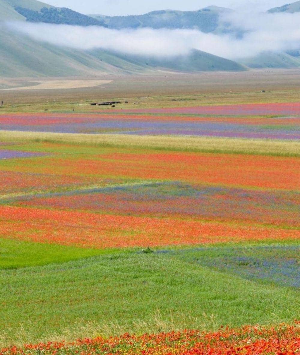 pesona Castelluccio di Norcia (Instagram.com/culturetrip)