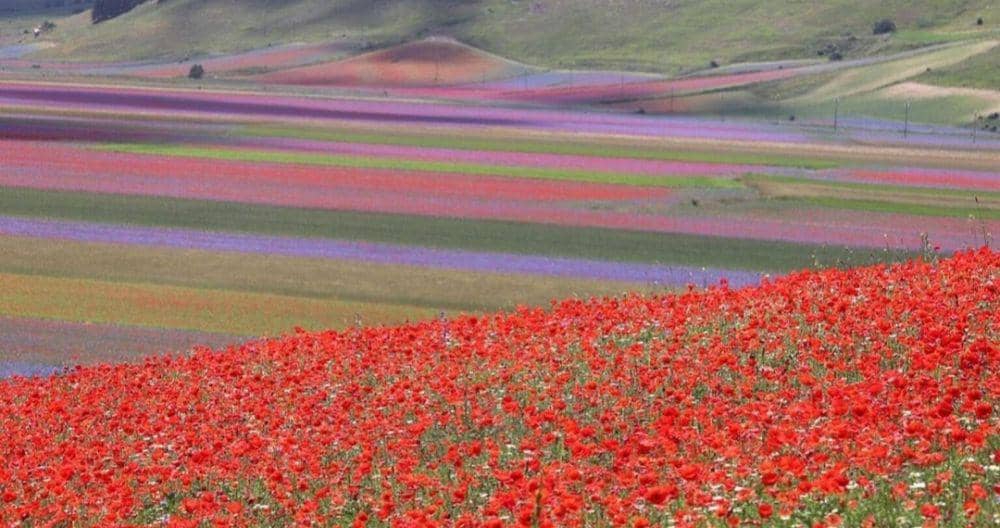 pesona Castelluccio di Norcia (Instagram.com/travelovers21)