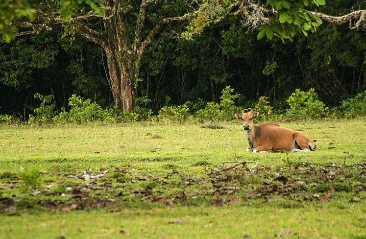 Ada Indikasi Perburuan, Berapa Populasi Badak Jawa di TNUK