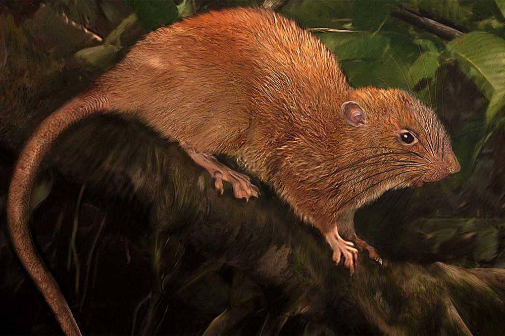 fakta Kepulauan Solomon (fieldmuseum.org)