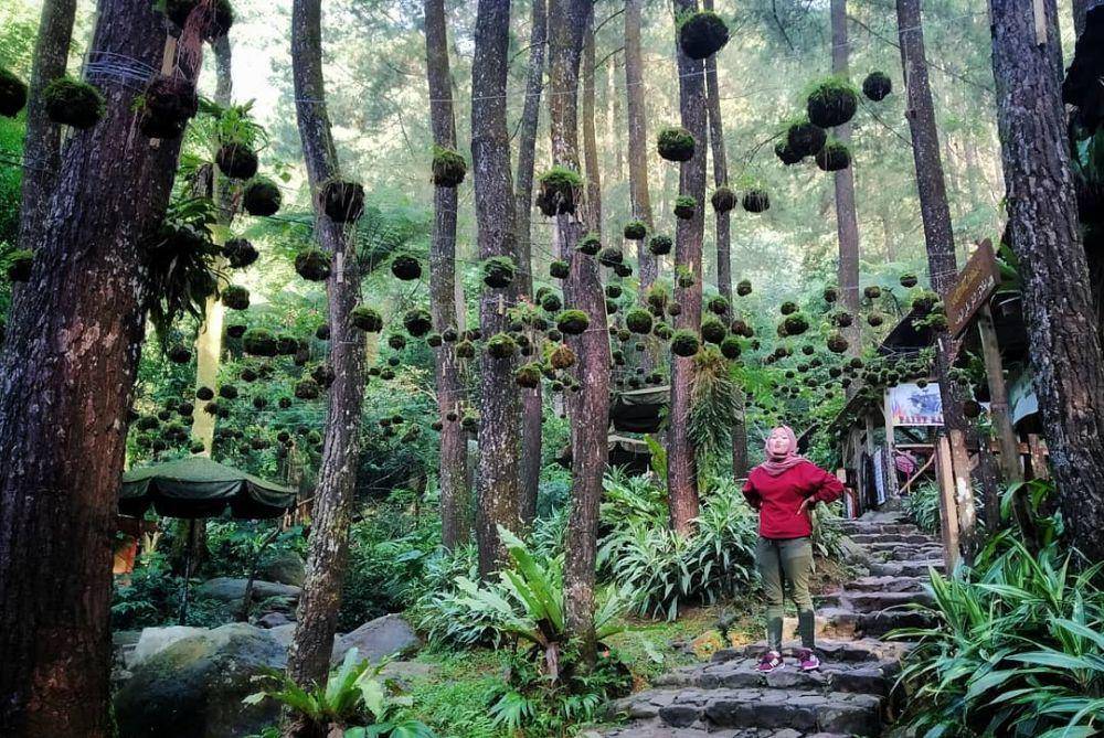 Jalur menuju Curug 6 dan Curug 7 (instagram.com/mannbae19)