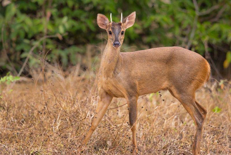 Pygmy brocket deer (worlddeer.org)