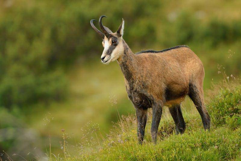 Chamois (collinsdictionary.com)